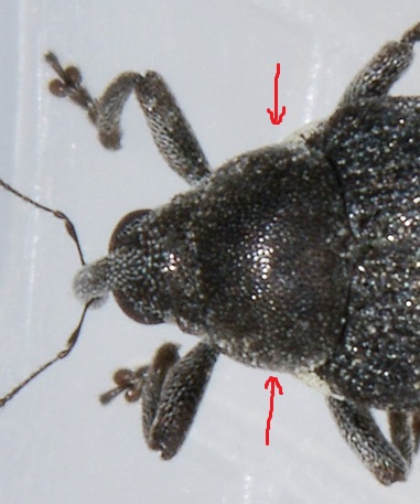 Curculionidae:  Zacladus sp?  S, Zacladus exiguus